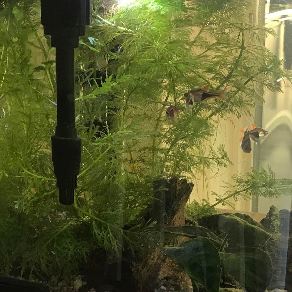 Aquarium aangboden, Overige typen, Zoetwatervis, Schoolvis