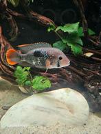 Green terror, Dieren en Toebehoren, Vissen | Aquariumvissen