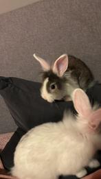 Kleine konijntjes van 29 dec 2025, Meerdere dieren, Middelgroot, 0 tot 2 jaar