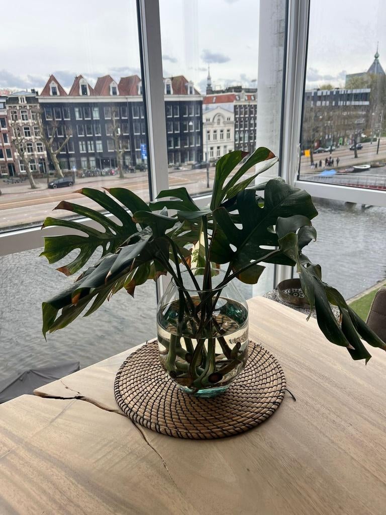 Rare Monstera Deliciosa (Albo) Variegata stekken cuttings, Huis en Inrichting, Kamerplanten, Ophalen, Overige soorten, Halfschaduw