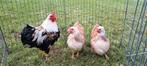 Wyandotte kriel hennetjes zalm, Dieren en Toebehoren, Pluimvee, Vrouwelijk, Kip