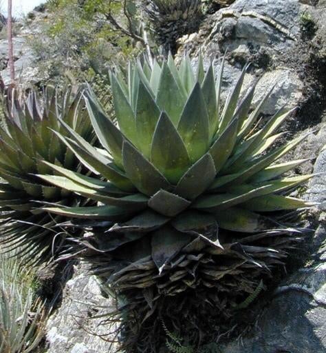 Agave Obscura Winterharde Agave, Tuin en Terras, Ophalen of Verzenden, Vaste plant, Overige soorten, Volle zon