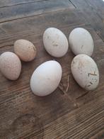Ganzen en rode ardenner kalkoen eieren, Meerdere dieren, Gans of Zwaan