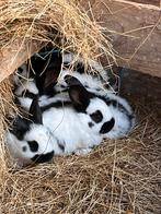 Te koop jonge lothariner konijnen., Dieren en Toebehoren, Konijnen, Meerdere dieren, Groot, 0 tot 2 jaar