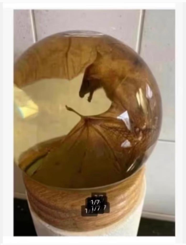 Korting XL glas bol, met echte opgezette vleermuis, Verzamelen, Dierenverzamelingen, Ophalen, Zo goed als nieuw, Reptiel of Amfibie