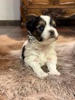Bieweryork pupjes, Dieren en Toebehoren, Parvo, België, Jack Russell Terriër, 8 tot 15 weken