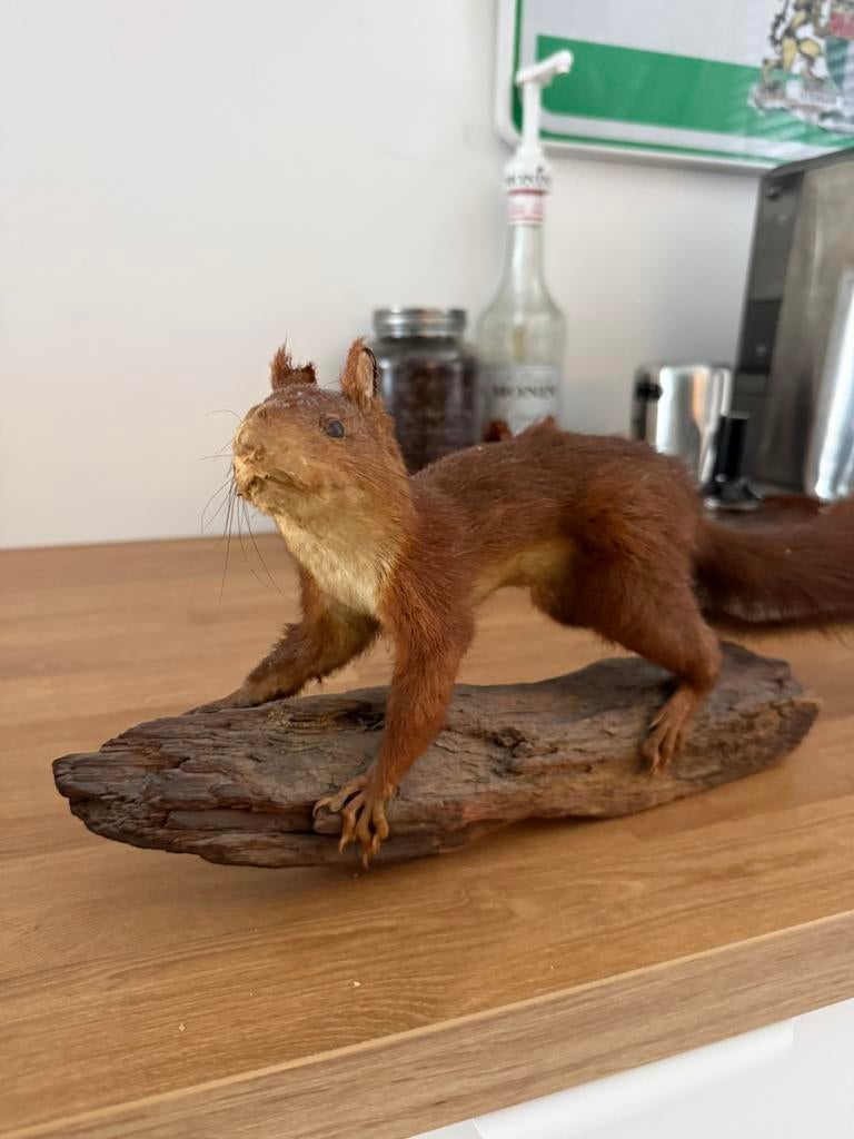 Opgezetten eekhoorn, Ophalen of Verzenden, Zo goed als nieuw, Wild dier, Opgezet dier