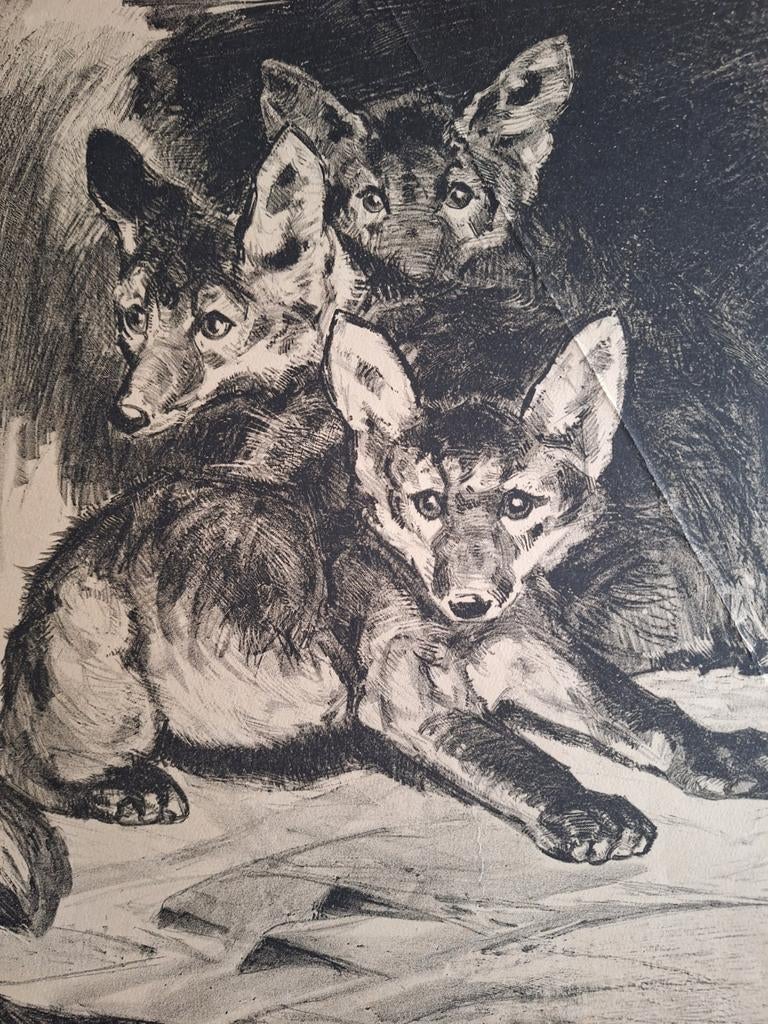 Lithografie 'Jonge Vosjes' door C.J. Mension, Ophalen of Verzenden, Flora en Fauna, Origineel, Lithografie