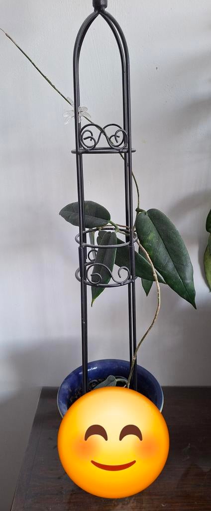 Hoya caudata sumatra, Ophalen, Halfschaduw, Minder dan 100 cm