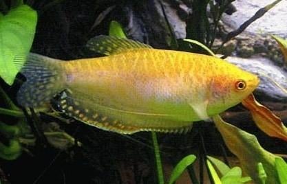 Goud gourami groot, Dieren en Toebehoren, Vissen | Aquariumvissen, Vis, Zoetwatervis