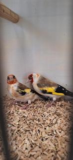 Koppel Marjoor Putters onverwant correct geringd 2025 zitten, Dieren en Toebehoren, Meerdere dieren, Wildzangvogel, Geringd