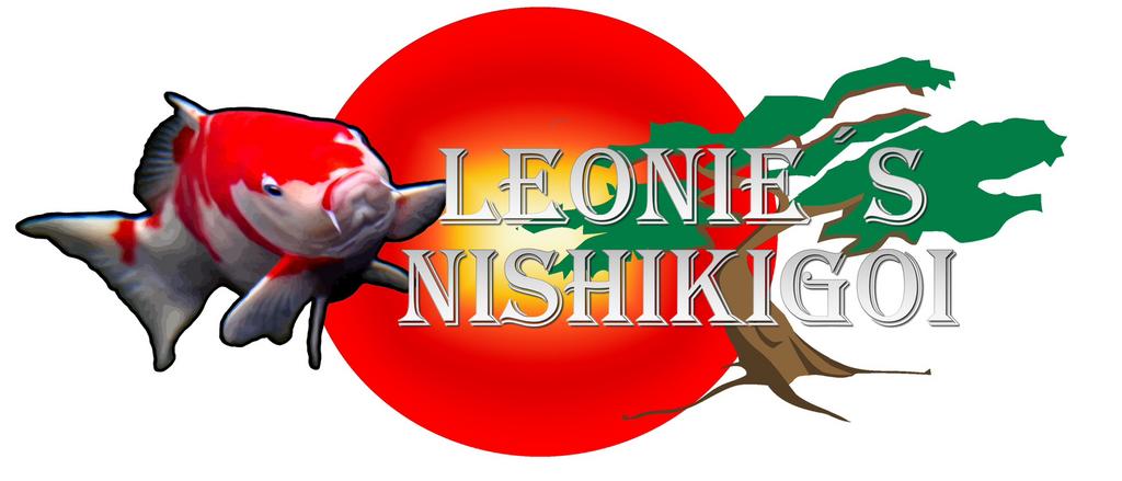 HQ Kuchi Beni Budo Goromo incl Certificaat Marushi, Karper of Koi