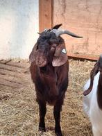 Red Kalahari bok, Dieren en Toebehoren, Schapen, Geiten en Varkens, Mannelijk, Geit, 0 tot 2 jaar