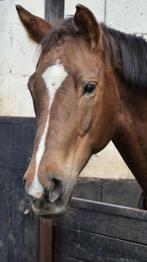 Lieve fokmerrie te koop, Dieren en Toebehoren, Merrie