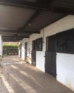 Te huur stal en weide, Dieren en Toebehoren