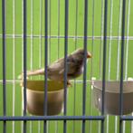 Sijzen Bonte sijzen mann2025, Dieren en Toebehoren, Vogels | Overige Vogels, Meerdere dieren