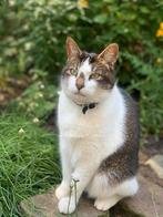 Kat (Europese korthaar), Dieren en Toebehoren, Kater, Gechipt, 6 jaar of ouder