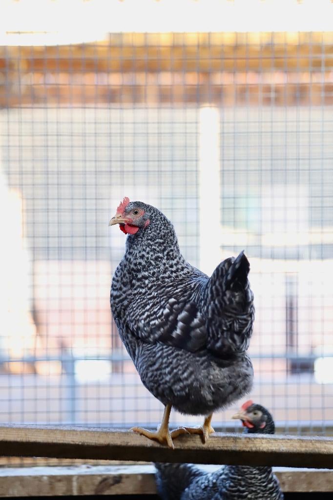 Sussex kippen | Koekoeks kleurslag | Goede legger, Meerdere dieren, Kip