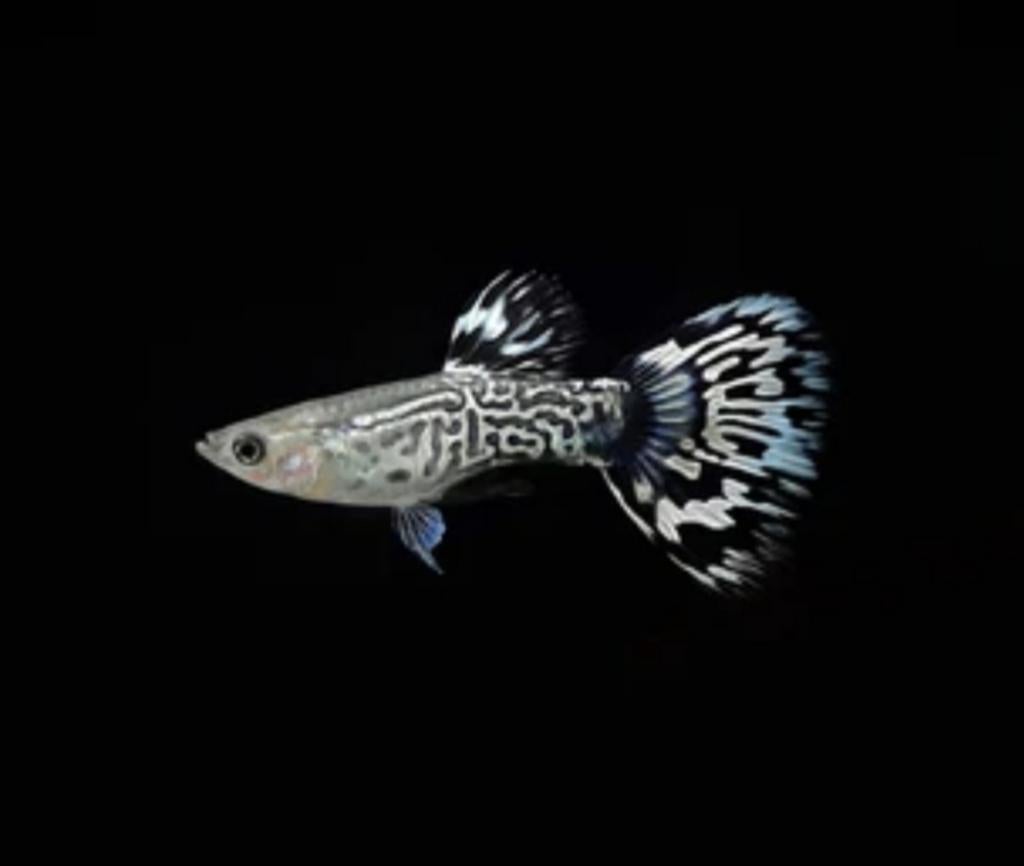 White bleu mosaic guppy, Vis