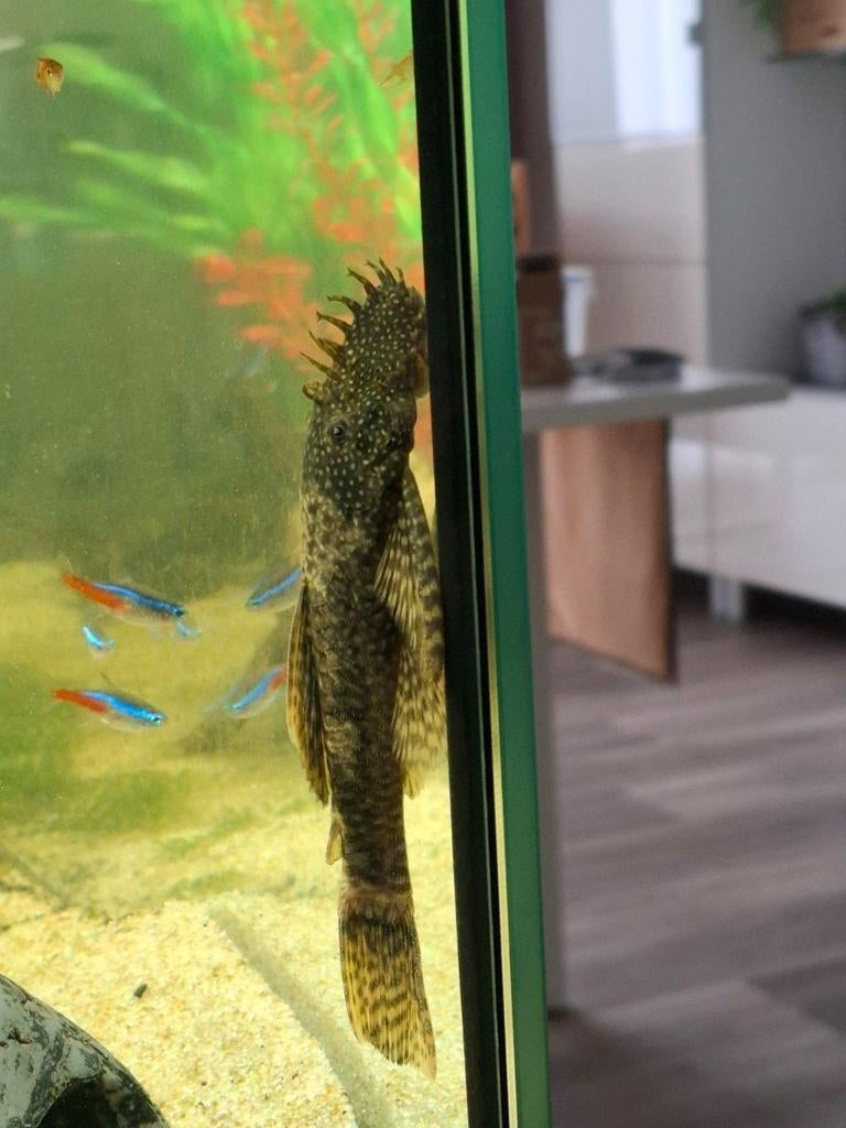 Ancistrus met gewei, Vis