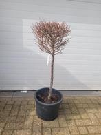 Lariks Kaempferi op stam - Japanse lariks, Tuin en Terras, Planten | Bomen, Overige soorten, Lente, 100 tot 250 cm, Ophalen