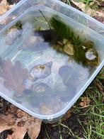 Ze zijn er weer poelslakken 5 voor 7,50€ uit biovijver, Ophalen, Nieuw, Overige typen