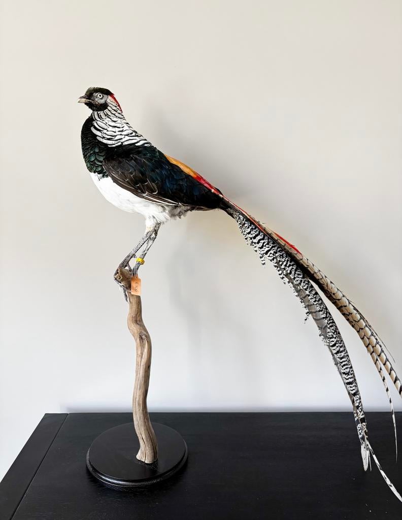Opgezette lady amherst fazant, Ophalen of Verzenden, Zo goed als nieuw, Vogel, Opgezet dier
