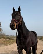 Lieve 3 jarige zwarte parel | recreatie, Dieren en Toebehoren, Paarden, Ruin, Recreatiepaard, 3 tot 6 jaar
