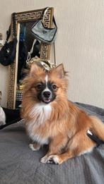 Ter dekking aangeboden pomchi, 15 weken tot 1 jaar, Reu, Eén hond, Nederland