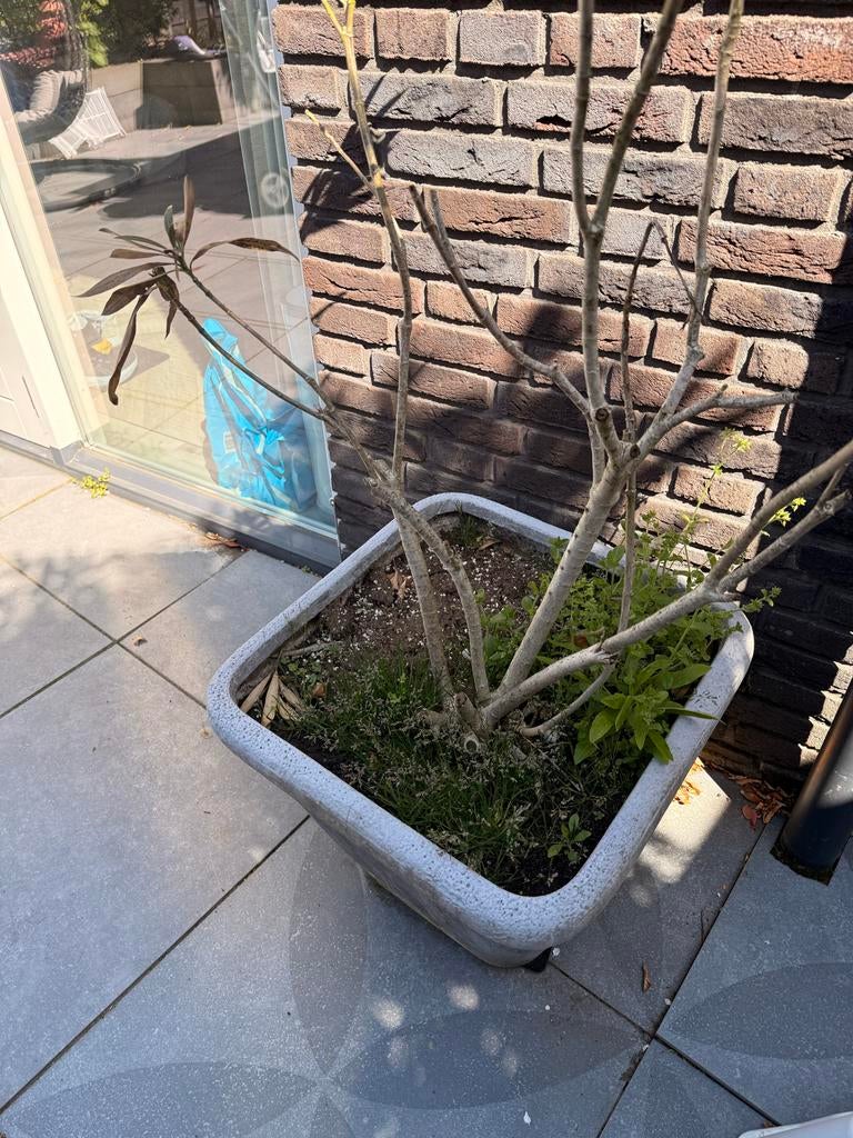 Grote plant in vierkante pot gratis, Tuin en Terras, Ophalen, Gebruikt, Balkon, Minder dan 60 cm