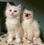 Twee leuke Ragdoll zusjes (van erkende Cattery) samen of pst, Poes, Met stamboom, 0 tot 2 jaar