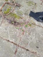 Verse hopplant stekken - Ideaal voor eigen bierbrouwers, Tuin en Terras, Planten | Tuinplanten, Volle zon, Vaste plant, Ophalen of Verzenden