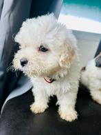 Mini labradoodle x boemer pups, Poedel, Parvo, 8 tot 15 weken, Meerdere