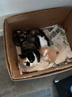 Kittens, Dieren en Toebehoren, Meerdere dieren