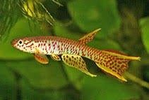 aphyosemion elegans en rectogoense, Vis