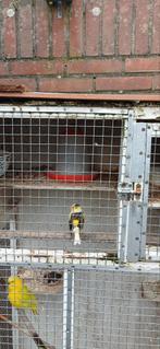 Kanarie, Mannelijk, Zangkanarie