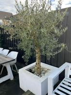 Olijfbomen 150 cm hoog, Tuin en Terras, Planten | Bomen, Lente, 100 tot 250 cm, Olijfboom, Ophalen