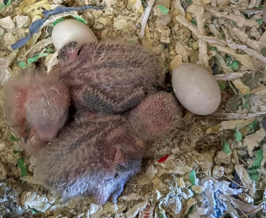 Agapornis te reserveren, Dieren en Toebehoren, Vogels | Overige Vogels, Geslacht onbekend, Tam