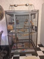 Papagaaienkooi, Mannelijk, Papegaai