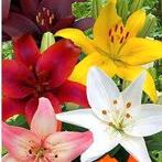 Lillium gemengd (Lelie), Overige soorten, Volle zon, Vaste plant, Ophalen of Verzenden