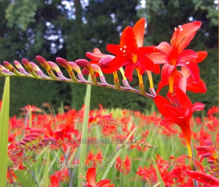 Crocosmia 'Lucifer' -mombretia, Tuin en Terras, Bloembollen en Zaden, Volle zon, Ophalen