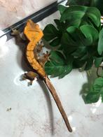 Wimpergekko - Crested gecko - Correlophus ciliatus, Dieren en Toebehoren, Reptielen en Amfibieën, Hagedis, Tam, 0 tot 2 jaar