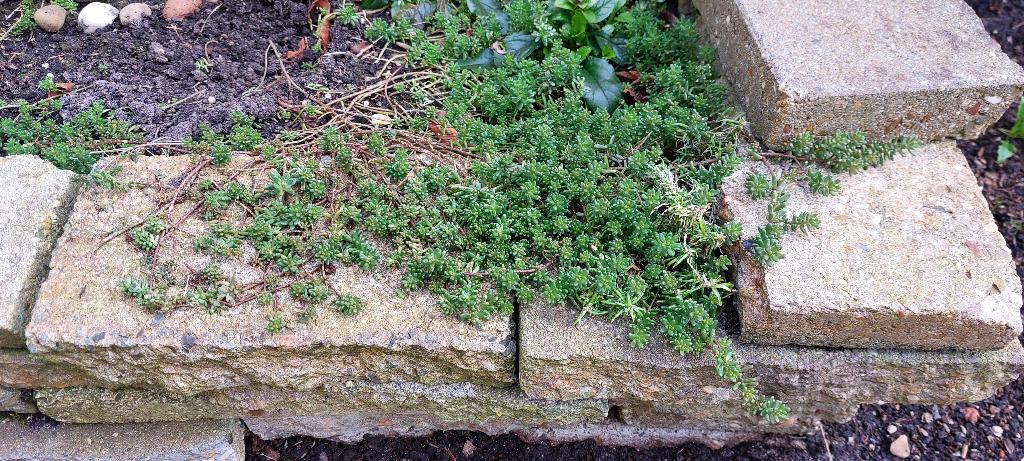 rotstuinplantjes, Tuin en Terras, Planten | Tuinplanten, Vaste plant, Halfschaduw, Lente, Ophalen