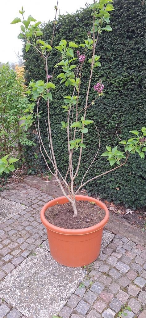 Sering (Syringa), Ophalen, Volle zon, Overige soorten, Minder dan 100 cm