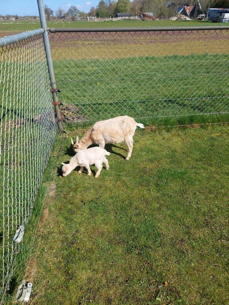 Dwerggeitje met jong, Dieren en Toebehoren, Meerdere dieren, Geit
