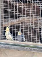 Valkparkieten, Dieren en Toebehoren, Vogels | Parkieten en Papegaaien, Meerdere dieren, Parkiet