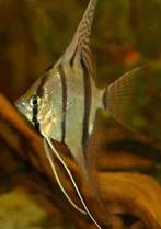 Peru altum 4-5 cm!!!, Vis, Zoetwatervis