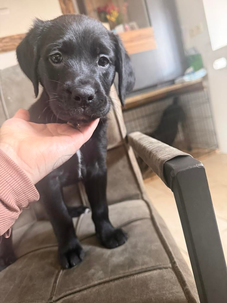 1 lieve gesocialiseerde boxador pup (teef), Overige rassen, 8 tot 15 weken, Teef, Eén hond