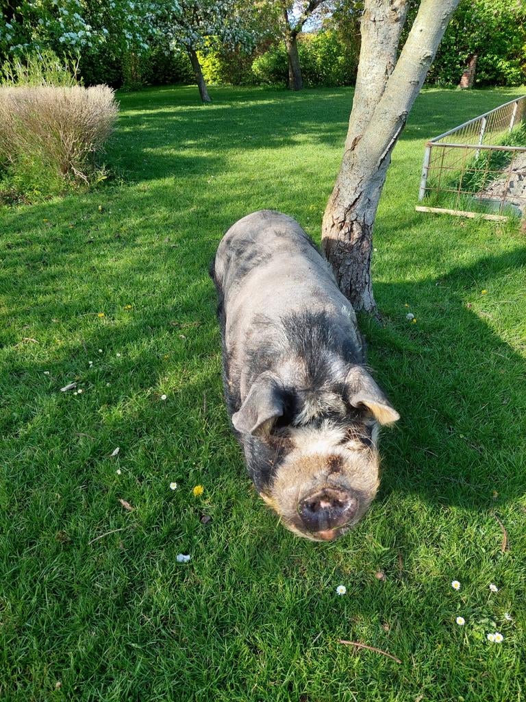Kune kune varken, Mannelijk, Varken, 6 jaar of ouder