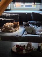 Oudere Maine Coone katten mannetje en vrouwtje te koop., Dieren en Toebehoren, Katten en Kittens | Raskatten | Langhaar, Meerdere dieren